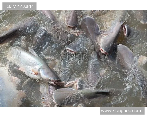 芹苴鲶鱼与河内水牛的美味对决探秘越南传统美食文化
